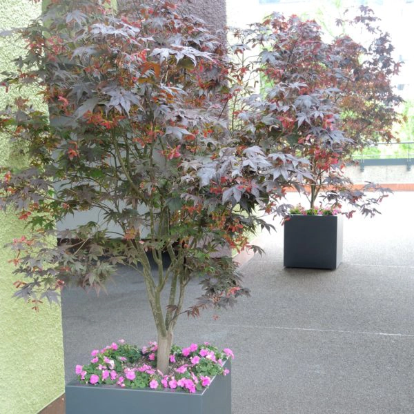 Enzo Pflanzgefäss, Edelstahl, Blumentopf, Anthrazith, Chromstahl, Inox, Winterfest, Winnterhart, leon-pflanzengefaess